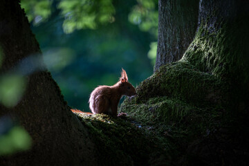 A moment from squirrel being observant