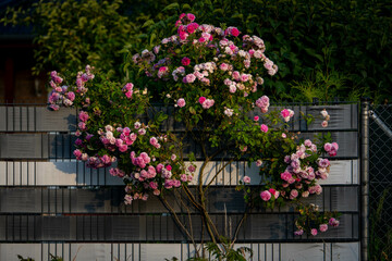 Flowers showing from unknown garden