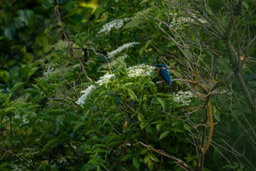 kingfisher on a branch