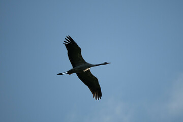 a very short moment from a heron flying