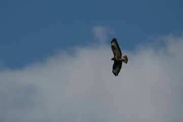 Bird of prey in flight