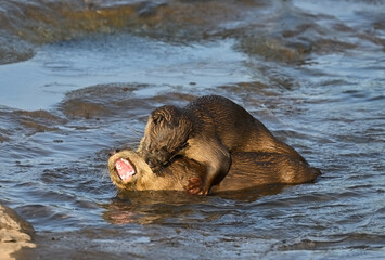Smooth-coated otter is a freshwater otter species from regions of South and Southwest Asia. It has been ranked as "vulnerable" on the IUCN Red List.