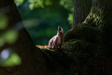 Curios cute Squirrel