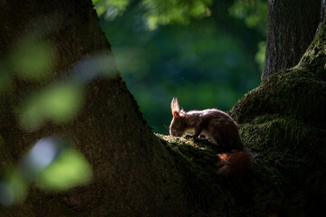 Curios cute Squirrel