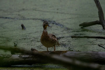 Female mallard duck in the water