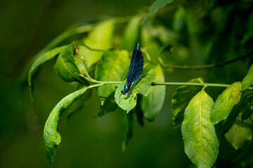 insects on a green leaf