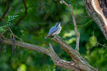 Nuthatch  on a branch