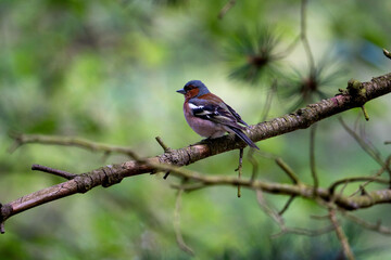 Chaffinch sitting still