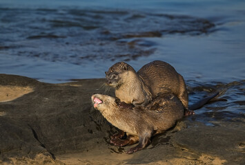 Smooth-coated otter is a freshwater otter species from regions of South and Southwest Asia. It has been ranked as "vulnerable" on the IUCN Red List.