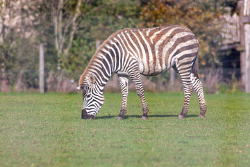 Zebra in a pasture in a zoo