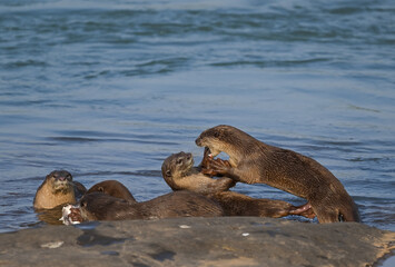 Smooth-coated otter is a freshwater otter species from regions of South and Southwest Asia. It has been ranked as "vulnerable" on the IUCN Red List.