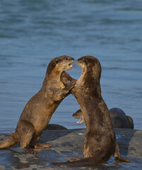 Smooth-coated otter is a freshwater otter species from regions of South and Southwest Asia. It has been ranked as "vulnerable" on the IUCN Red List.