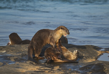 Smooth-coated otter is a freshwater otter species from regions of South and Southwest Asia. It has been ranked as "vulnerable" on the IUCN Red List.