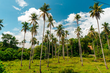 coconut palm trees in blue skies in summer in Philippines