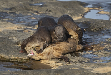 Smooth-coated otter is a freshwater otter species from regions of South and Southwest Asia. It has been ranked as "vulnerable" on the IUCN Red List.