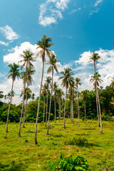 coconut palm trees in blue skies in summer in Philippines