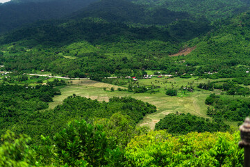 Small Hut and Palm Trees Amidst Lush Green Rice Field in rural village in El Nido, Palawan, Philippines