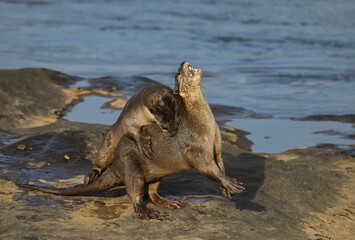 Smooth-coated otter is a freshwater otter species from regions of South and Southwest Asia. It has been ranked as "vulnerable" on the IUCN Red List.