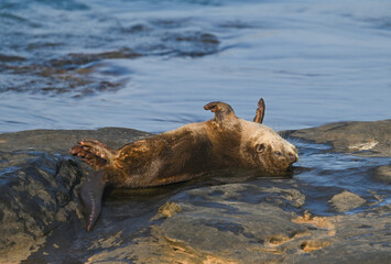 Smooth-coated otter is a freshwater otter species from regions of South and Southwest Asia. It has been ranked as "vulnerable" on the IUCN Red List.