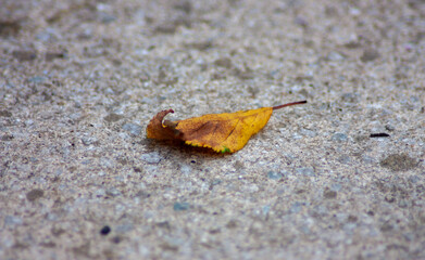 Leaf on the floor, macro shot.
