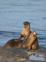 Smooth-coated otter is a freshwater otter species from regions of South and Southwest Asia. It has been ranked as "vulnerable" on the IUCN Red List.