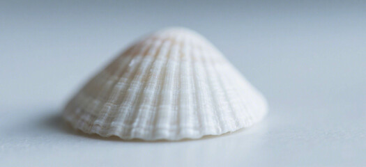 Close-up of a pristine white seashell.