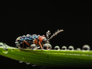 bug on a leaf