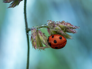 ladybug on a blade of grass