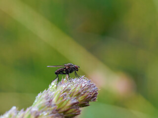fly on a flower