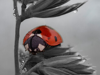 ladybug selective colours