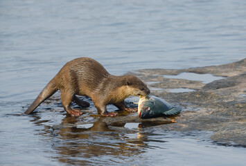 Smooth-coated otter is a freshwater otter species from regions of South and Southwest Asia. It has been ranked as "vulnerable" on the IUCN Red List.