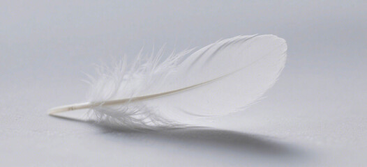 Close-up of a delicate white feather on a light background.
