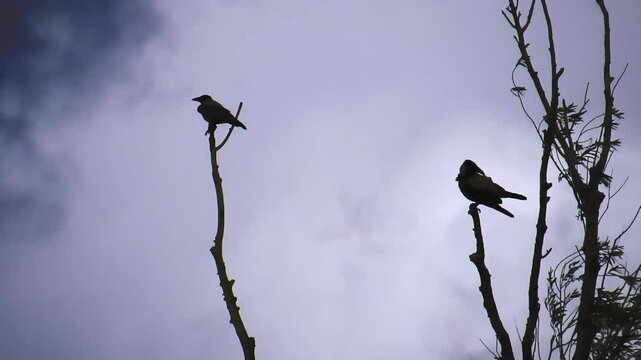 Two crows sitting on tree branch 