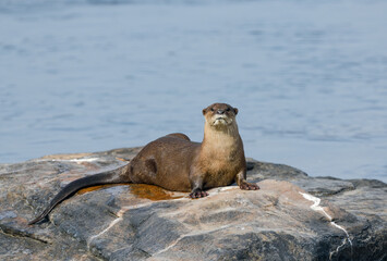 Smooth-coated otter is a freshwater otter species from regions of South and Southwest Asia. It has been ranked as "vulnerable" on the IUCN Red List.