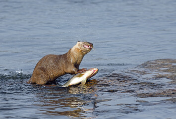Smooth-coated otter is a freshwater otter species from regions of South and Southwest Asia. It has been ranked as "vulnerable" on the IUCN Red List.
