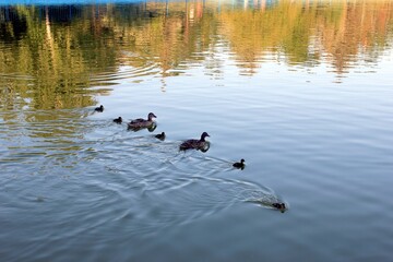 Family of ducks. Family of ducks swims on the mirror surface of the lake. Little ducklings learn...
