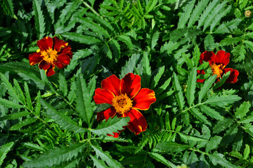 Vibrant Red and Yellow Marigold Flowers Amidst Lush Green Foliage