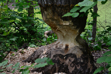 Beaver Damaged Tree Trunk in Forest close up
