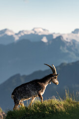 Alpine ibex silhouetted against sunset sky in Dolomites mountains