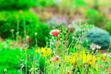 A beautiful flower affix