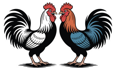 rooster isolated on white background