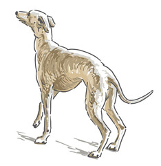 Italian Greyhound, purebred hunting dog, hand drawing, vector illustration isolated on white background