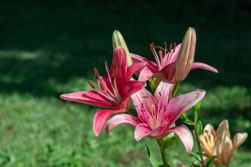 Gorgeous pink lilies in full bloom create a beautiful and vibrant scene in a garden.