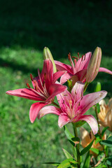 Beautiful pink lilies blooming in a sunny garden setting, showcasing nature's elegance.