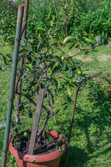 A potted lime tree laden with green limes in a vibrant garden setting.