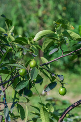 A vibrant lime tree with fresh green fruit growing in the sunlight.