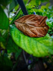 A single dry brown leaf on top of a lush green leaf. Symbolizing the contrast of seasons, the life...