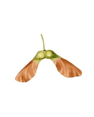 Delicate seed pod found in a garden, showcasing unique winged structure and natural coloring