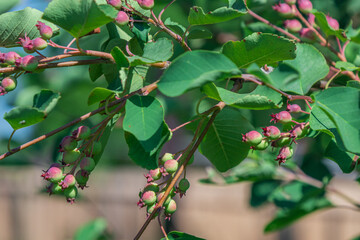 A close-up shot shows unripe berries on a branch with lush green leaves, thriving in nature.