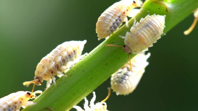 White woodlice crawling on a green plant stem closeup view